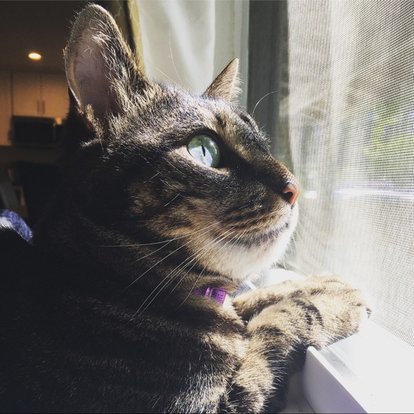 Meet your Posher, Vicky - Picture 2 of 2